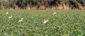 Little bitterns at meleaua wildlife reserve Royalty Free Stock Photo