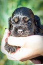 A little black American Cocker Spaniel puppy in the palm of a girl`s hand Royalty Free Stock Photo