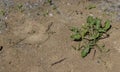 little black ants running at the entrance to the anthill, ants