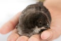 Little black baby chicken in the hand. Royalty Free Stock Photo