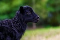 The little black baby goats in the meadow.