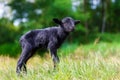 The little black baby goats in the meadow.