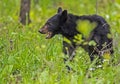 A little Black Bear cub feeding on green grass. Royalty Free Stock Photo