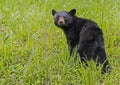 A little Black Bear cub in green grass looks at the camera. Royalty Free Stock Photo