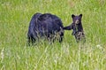 A little Black Bear Cub stands and leans on his mom. Royalty Free Stock Photo