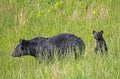 A little Black Bear Cub stands up following mom. Royalty Free Stock Photo