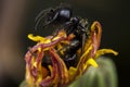 Little black bee standing up after sleeping on a orange flower