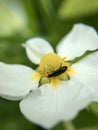 Macro beetle on a flower Royalty Free Stock Photo