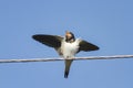 Little black birds swallow sitting on wires open beak Royalty Free Stock Photo