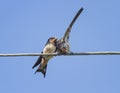 little black birds swallows sitting on wires open beaks Royalty Free Stock Photo