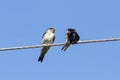 Little black birds swallows sitting on wires open beaks Royalty Free Stock Photo