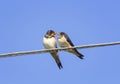 Little black birds swallows sitting on wires open beaks