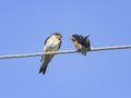 Little black birds swallows sitting on wires open beaks Royalty Free Stock Photo