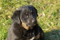 A little black brown puppy is sitting in the green grass in the park Royalty Free Stock Photo