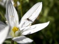 Little beetle on a white flower Royalty Free Stock Photo