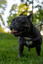 Little black bulldog sticking out his tongue and panting in the park Royalty Free Stock Photo