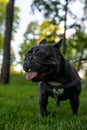 Little black bulldog sticking out his tongue and panting in the park Royalty Free Stock Photo