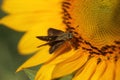 Bee on a yellow flower. Black little butterfly on sunflower background. Busy like a bee concept. Royalty Free Stock Photo