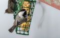 Little black capped chickadee on a suet cage feeder in early March. Happy songbird on a mild day, coming of spring.