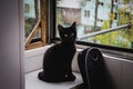 A little black cat on the balcony in the apartment