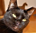 Little black cat with a definite intense look Royalty Free Stock Photo