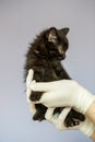 Little black cat in the hands of a veterinarian. Concept pets, treatment, veterinary clinic Royalty Free Stock Photo