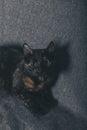 Little black cat portrait. Orange mottled black cat. Close up.