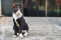 Little black cat with white collar mark stray cat sitting on con Royalty Free Stock Photo