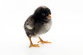 Little black chick isolated