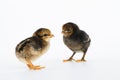 little black chicken isolated on white background,Chicks just born Royalty Free Stock Photo