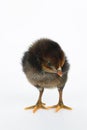 little black chicken  on white background,Chicks just born Royalty Free Stock Photo