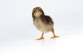 little black chicken  on white background,Chicks just born Royalty Free Stock Photo