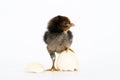 little black chicken  on white background,Chicks just born Royalty Free Stock Photo