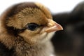 little black chicken  on white background,Chicks just born Royalty Free Stock Photo