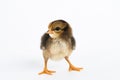 little black chicken  on white background,Chicks just born Royalty Free Stock Photo