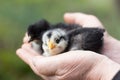 Little black chickens in the hands of an elderly woman Royalty Free Stock Photo