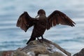 Little Black Cormorant - Phalacrocorax sulcirostris drying wings after diving for fish in Australia