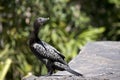 This is a close up of a little black cormorant Royalty Free Stock Photo