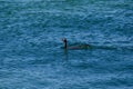 Little black cormorant water bird swimming in the sea at Brighton le sands, Sydney, Australia.