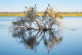 Little Black Cormorants on a Tree