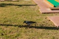 Little black crow with a gray neck walks on green grass Royalty Free Stock Photo