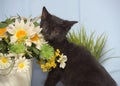 Black cute kitten next to a pot of flowers Royalty Free Stock Photo