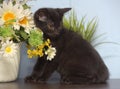 Black cute kitten next to a pot of flowers Royalty Free Stock Photo