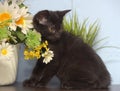 Black cute kitten next to a pot of flowers Royalty Free Stock Photo