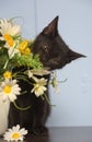 Black cute kitten next to a pot of flowers Royalty Free Stock Photo