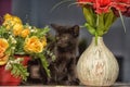 Black cute kitten next to a pot of flowers