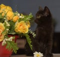 Black cute kitten next to a pot of flowers Royalty Free Stock Photo