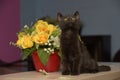 Black cute kitten next to a pot of flowers