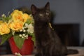 Black cute kitten next to a pot of flowers