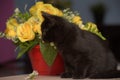 Black cute kitten next to a pot of flowers